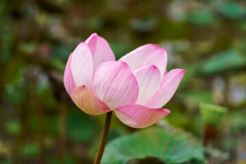 Pink lotus flowers are blooming beautifully.
