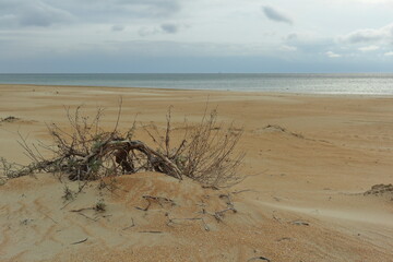 winter sandy beach bush in the foreground horizon over the sea