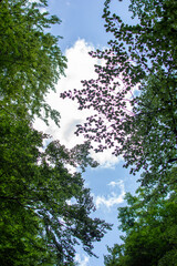 Fototapeta premium Vista del cielo en el bosque