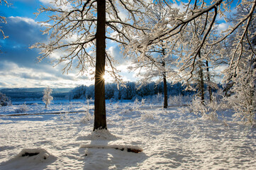 Forest under snow cover, sun and shadows, blue sky.