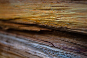 Fototapeta premium Fresh wood log texture background. Grey alder, speckled alder, Alnus incana