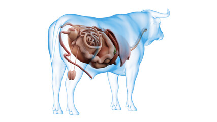 3d rendered illustration of the bovine anatomy - the organs