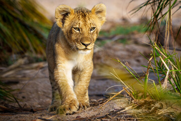 Fototapeta na wymiar Lion (Panthera leo) cub walking. Mpumalanga. South Africa.
