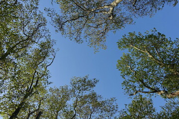 leaf tree branches against clear blue sky