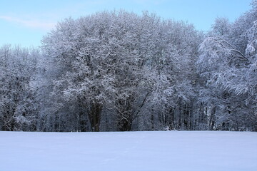 trees in winter