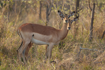 Impala (Aepyceros melampus). Mpumalanga female. South Africa.