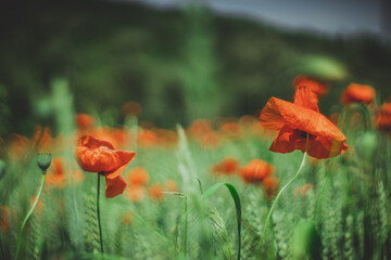 Obraz premium Blumen