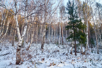 Winter landscape with snow covered trees in cold forest