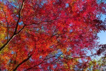神奈川県足柄下郡箱根町　紅葉シーズンの風景