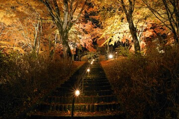 山中湖の紅葉とライトアップ