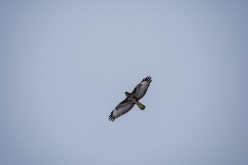 Mäusebussard auf Futtersuche