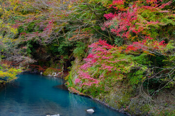 神奈川県足柄下郡箱根町の紅葉