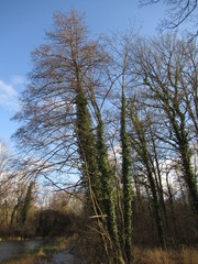 B&auml;ume im Wald am Wasser