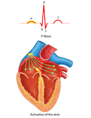 diagram of heart P-waves