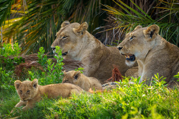 Lion (Panthera leo). Lionesses and  cubs. Mpumalanga. South Africa.
