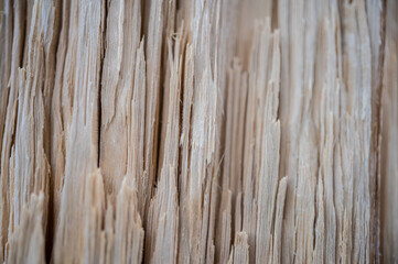 Fresh wood log texture background. European hornbeam, Carpinus betulus.