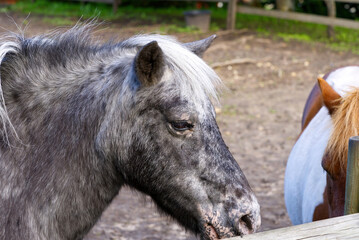 Naklejka na ściany i meble dark grey horse close-up. Estonia, Lagedi stable closeup picture