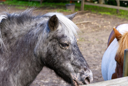 dark grey horse close-up. Estonia, Lagedi stable closeup picture