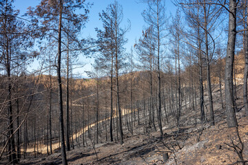 Fototapeta na wymiar Burnt trees in the Mediterranean region. environmental disaster. Alanya Antalya Turkey.