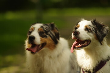 Hunde im Park