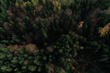 Obraz na płótnie Canvas Luftaufnahme eines Waldes