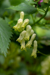 Aconitum lycoctonum flower in forest