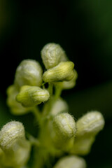 Aconitum lycoctonum flower growing in forest, close up 
