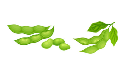 Fototapeta na wymiar Soy Grain Legume or Pulse Crop with Green Pod and Beans Vector Set