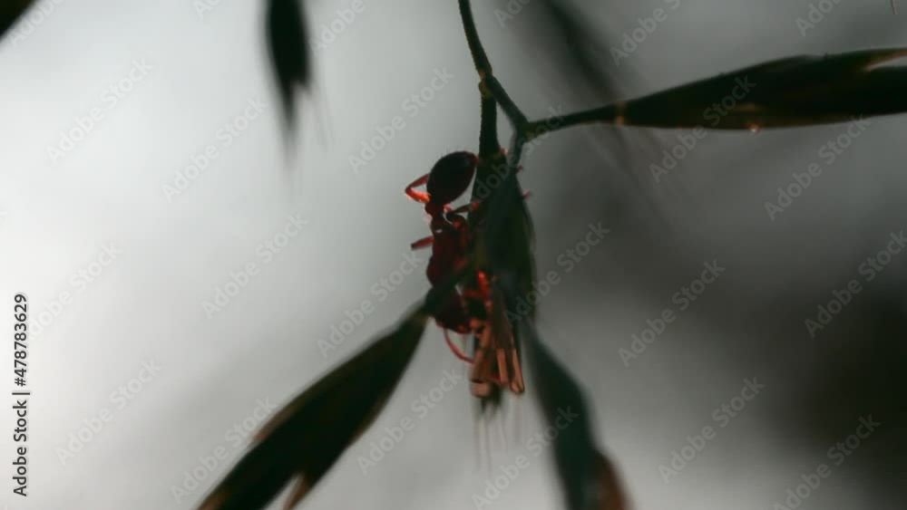 Poster Close up of an ant on a a thin twig on blurred background. Creative. Small Insect on the leaves of a tree, macro view.