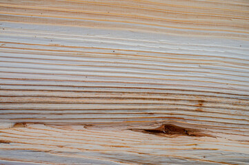 Fresh wood log texture background. European silver fir, Abies alba.