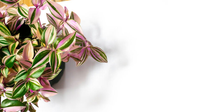 Image of tradescantia tricolor pink plant with copy space. White background image with pink houseplant.