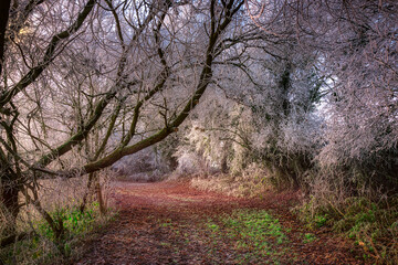 Verschneiter mystischer Waldweg im Winter