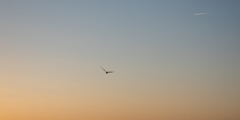 Fototapeta premium Flying Objects