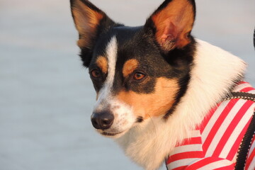 border collie dog,sad dog,amimal