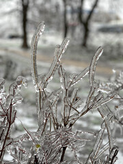 Bush covered with ice. Bush branches in ice glaze