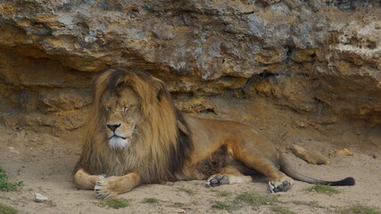 Berberian lion (Panthera leo leo)