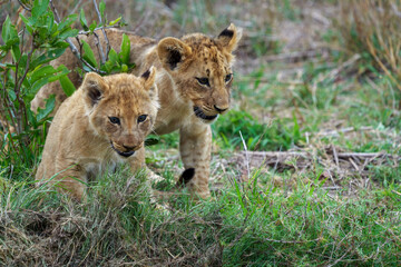 Obraz na płótnie Canvas Lion (Panthera leo) cubs. Mpumalanga. South Africa.