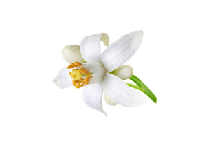 Orange tree white flower and buds isolated on white