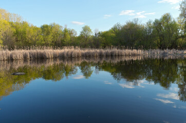 Fototapeta na wymiar tree-lined pond and reedy marsh in spring