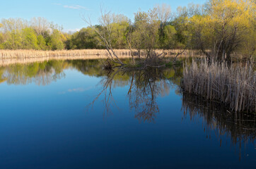 Fototapeta na wymiar pond marsh and trees of spring
