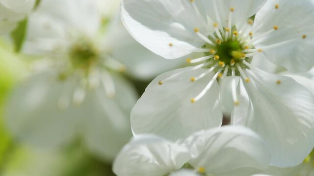 Close-up view macro 4k stock video footage of beautiful spring branches of fruit trees blooming outdoors with small white delicate flowers. Natural background with sun backlight