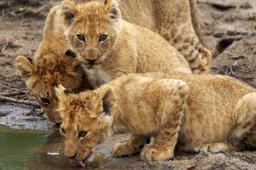 Lion (Panthera leo) cub drinking. Mpumalanga. South Africa.