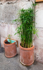 Fototapeta na wymiar detail of papyrus plant in my town