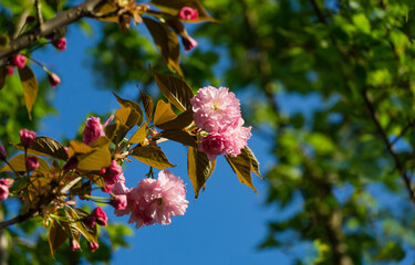 Twig Prunus 'Kanzan' (Prunus serrulata) with pink flowers in spring garden. Japanese cherry flowers as wallpaper background. Selective focus
