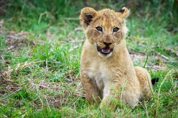 Naklejka na ściany i meble Lion (Panthera leo) cub. Mpumalanga. South Africa.
