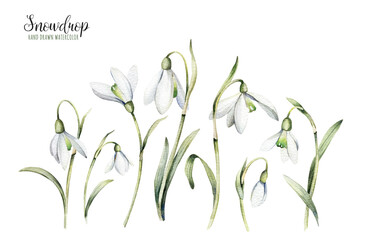 Collection of watercolor botanical flowers. Delicate flowers of snowdrops for your design