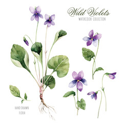 Flowers of field violets. Botanical illustration of violet flowers with leaves. This picture can be used as background.