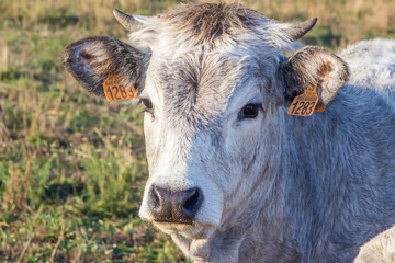 portrait d'un veau en prairie
