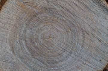 Fresh wood log texture background. European ash, Fraxinus excelsior