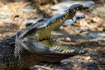 Close up crocodile is action show head in garden